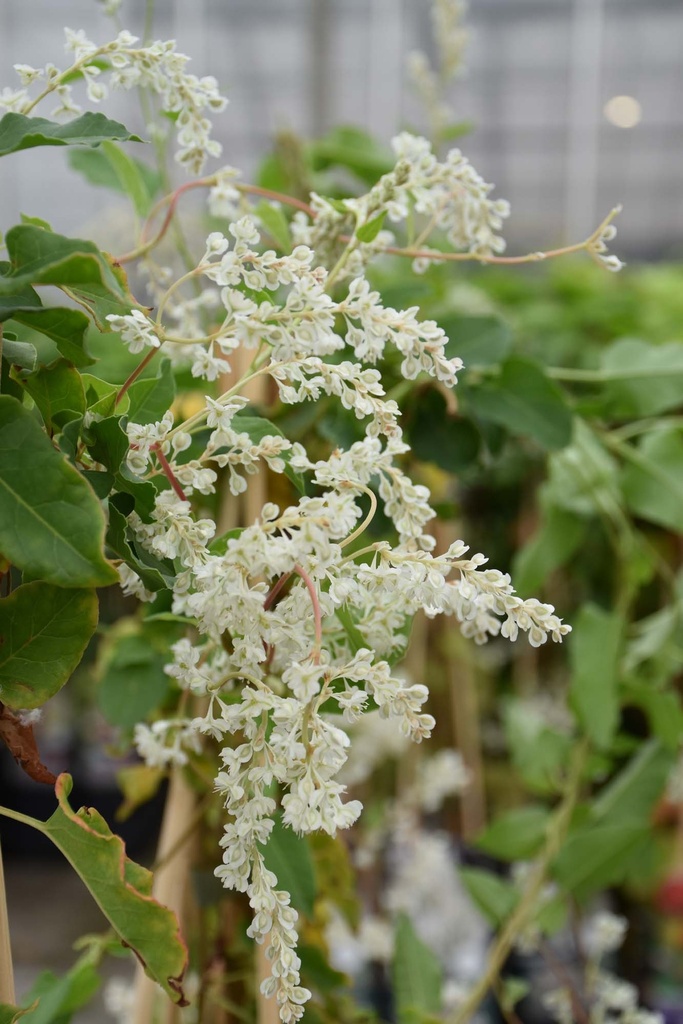 FALLOPIA AUBERTII