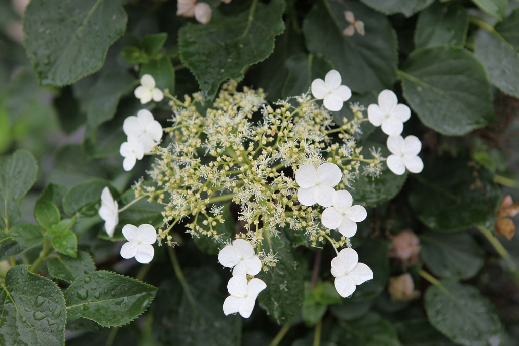 [HAPE80] HYDRANGEA ANOMALA PETIOLARIS (Pot, 80-100 cm)