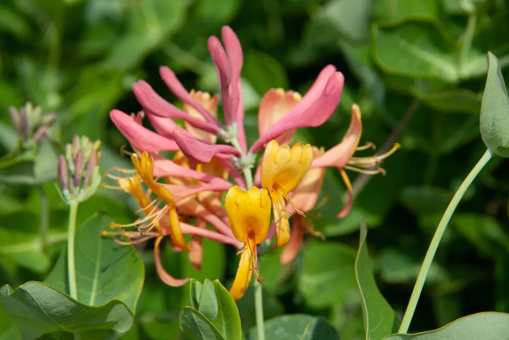 [LHE3] LONICERA HECKROTTII