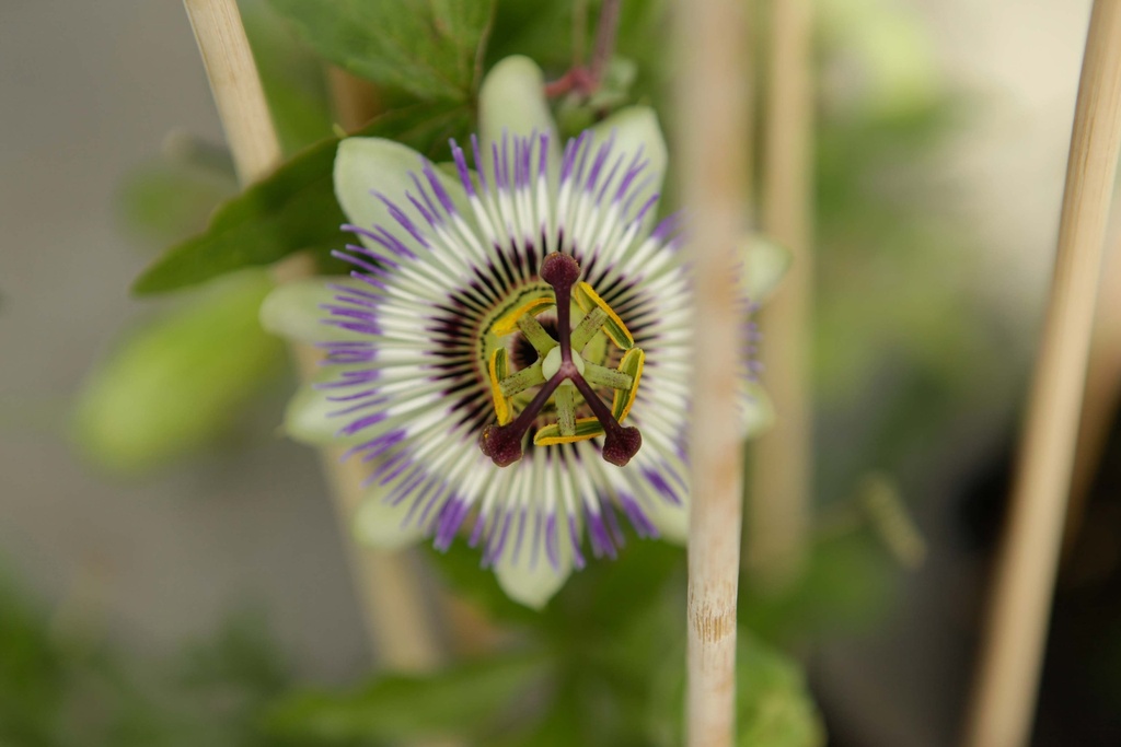 PASSIFLORA CAERULEA