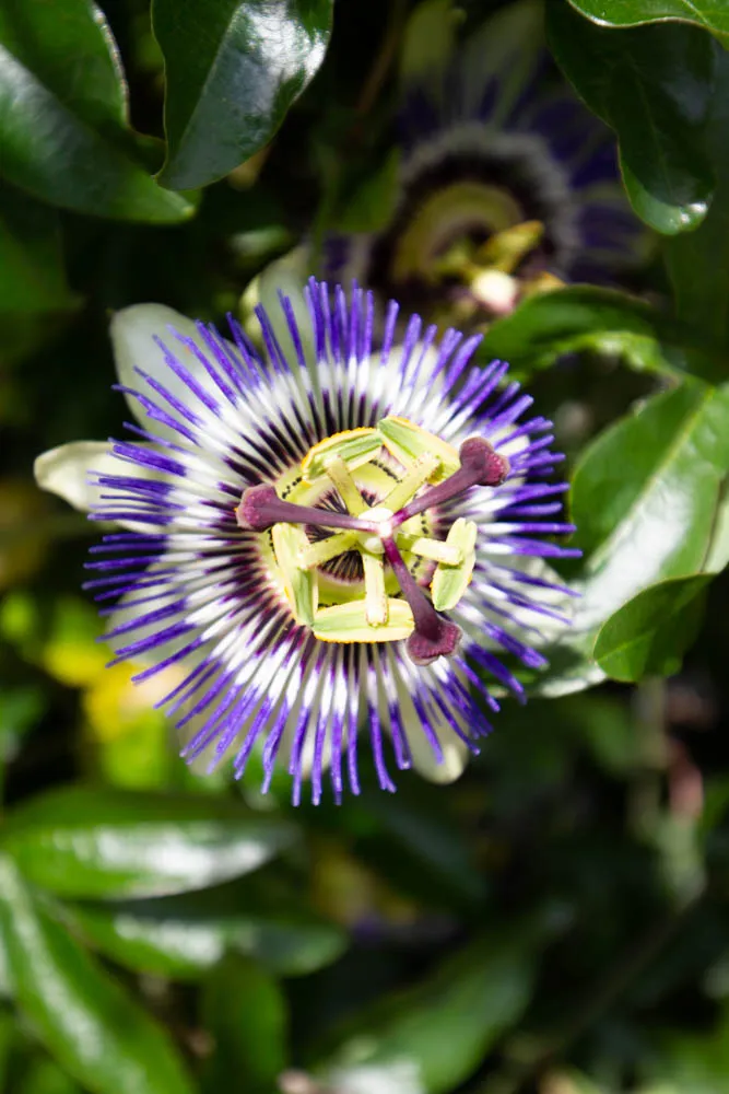 [PCA3] PASSIFLORA CAERULEA