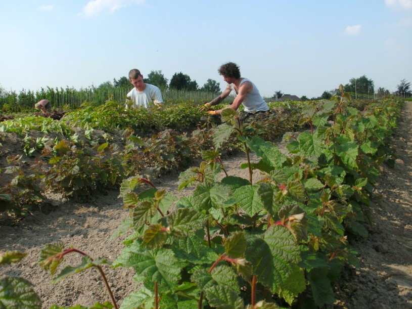 Aan het werk bij Calle-Plant