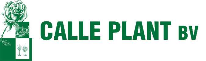 Calle-Plant