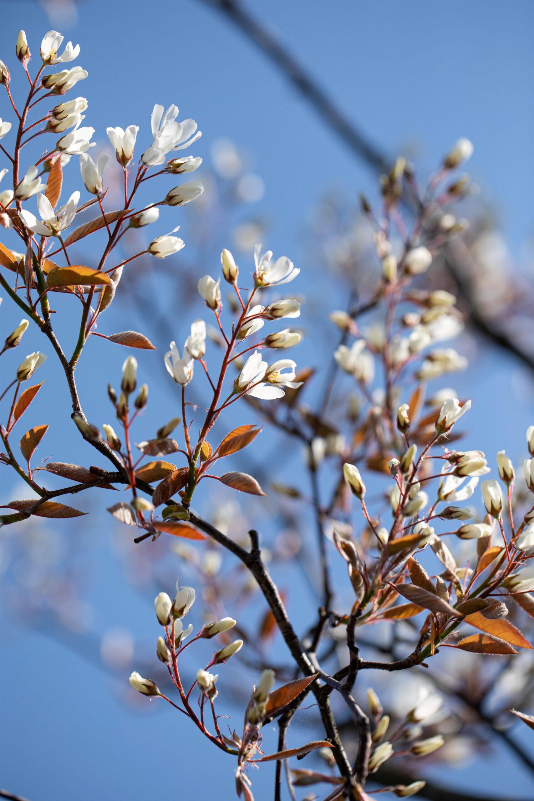Amelanchier lamarckii bloei Amelanchier lamarckii bloei