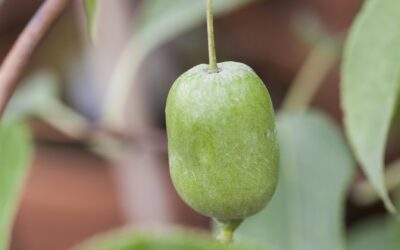 Kiwibessen_Actinidia arguta Issai_ (1)