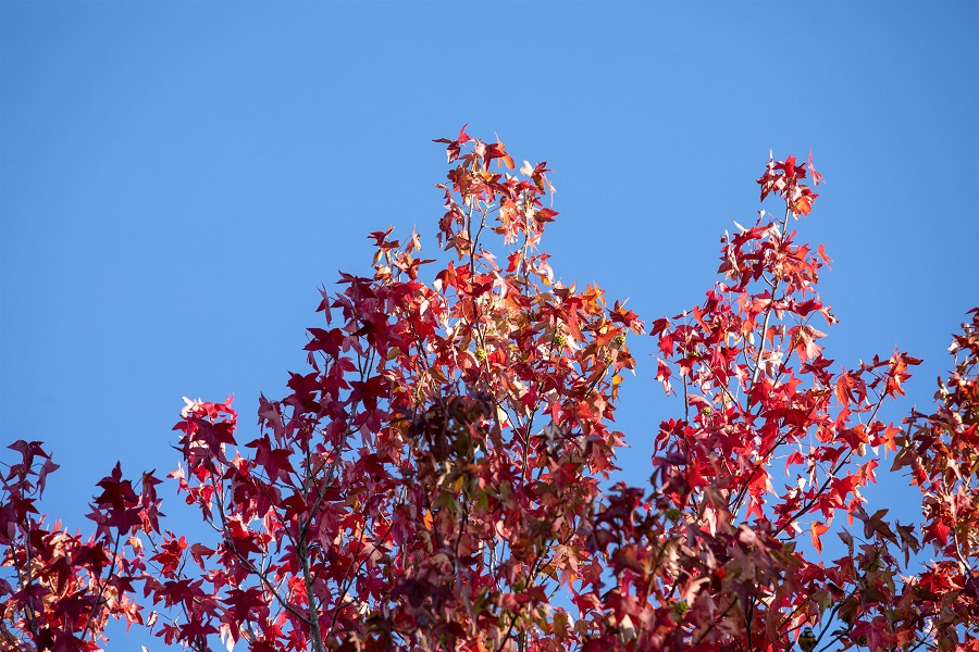Liquidambar styraciflua Liquidambar styraciflua